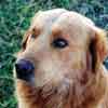 Adopting a Best Friend