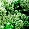 July is Crape Myrtle Time