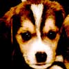 A Puppy for Christmas