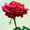 February is Rose Time