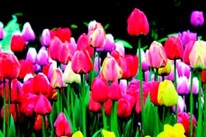 Blooming Time for Bulbs